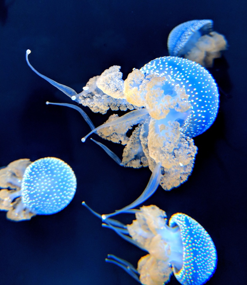 jellyfish at the Shedd aquarium